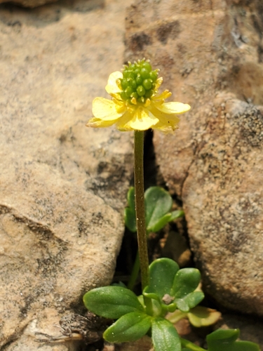 Image of Ranunculus pygmaeus by no rights reserved