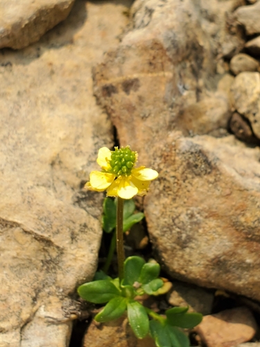 Image of Ranunculus pygmaeus by no rights reserved