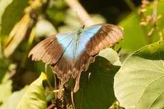 Papilio peranthus