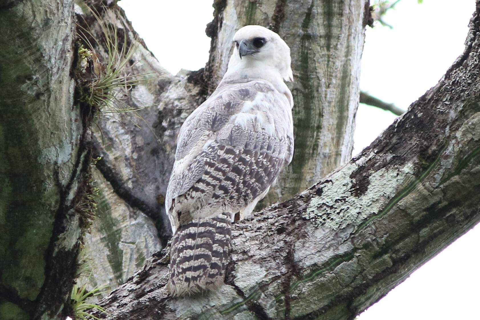 Águila monera (Morphnus guianensis) · ArgentiNat