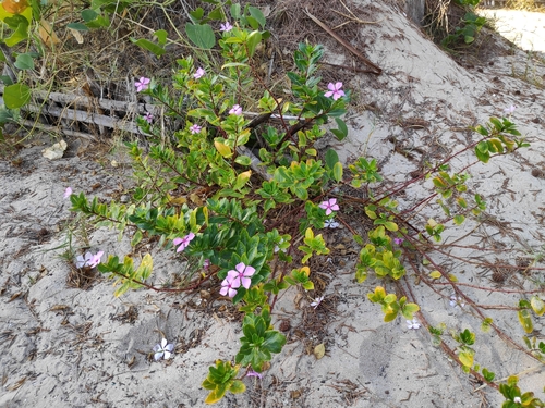 Catharanthus roseus image