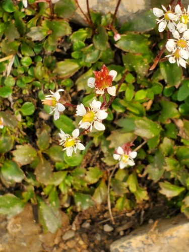 Image of Micranthes lyallii by no rights reserved