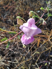 Pedaliaceae