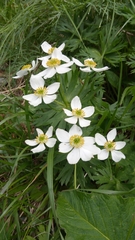 Anemonastrum