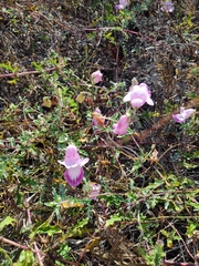 Pedaliaceae
