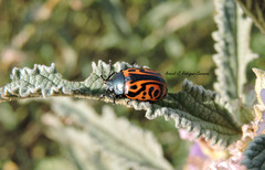 Calligrapha mexicana