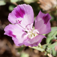 Clarkia williamsonii