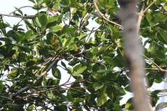 Rhipidura javanica