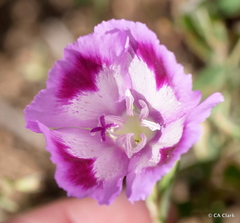 Clarkia williamsonii