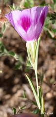 Clarkia williamsonii
