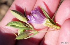 Clarkia williamsonii