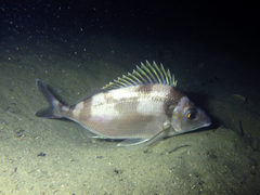 Nemadactylus macropterus