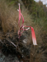 Aloe parvula image