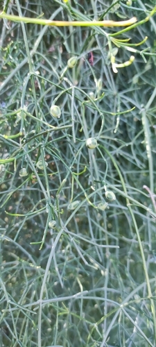 Ephedra altissima, photograph 4