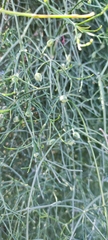 Ephedra altissima, photograph (c) fmunoz, some rights reserved (CC BY)