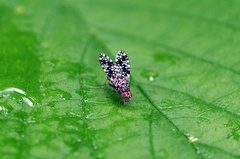 Homoneura euaresta