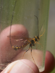 Megarhyssa nortoni