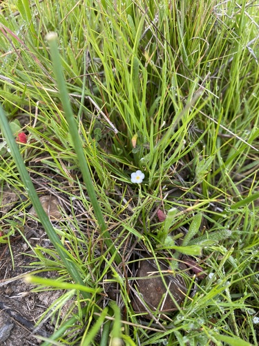 iNaturalist observation photo of Popcornflowers