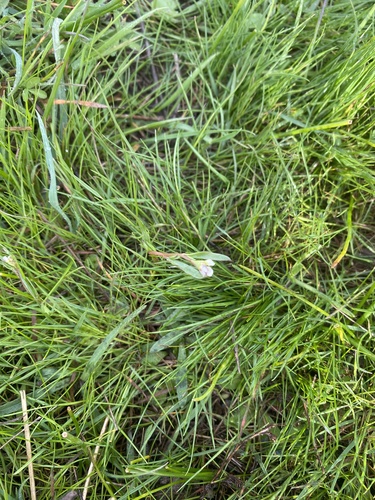 iNaturalist observation photo of Shining Pepperweed