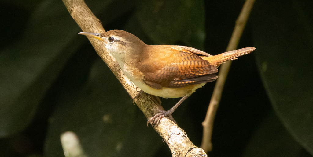 St. Vincent Wren photo