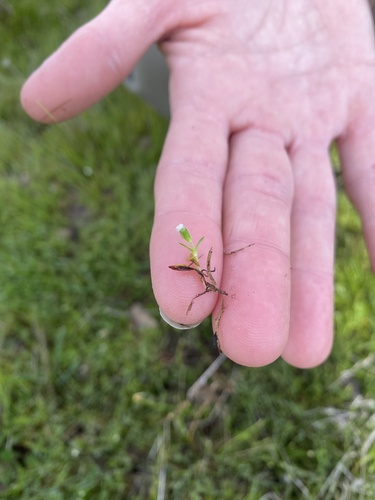 iNaturalist observation photo of stalked popcornflower