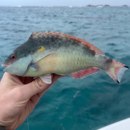 Photo of Greenblotch Parrotfish (Sparisoma aurofrenatum)