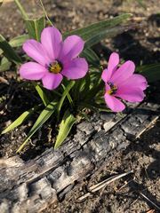 Moraea versicolor