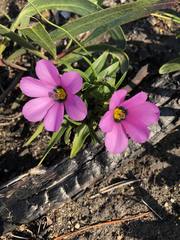 Moraea versicolor
