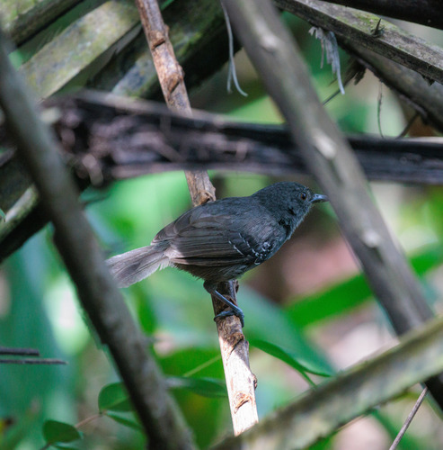 Willis's Antbird (Cercomacroides laeta), photo 2