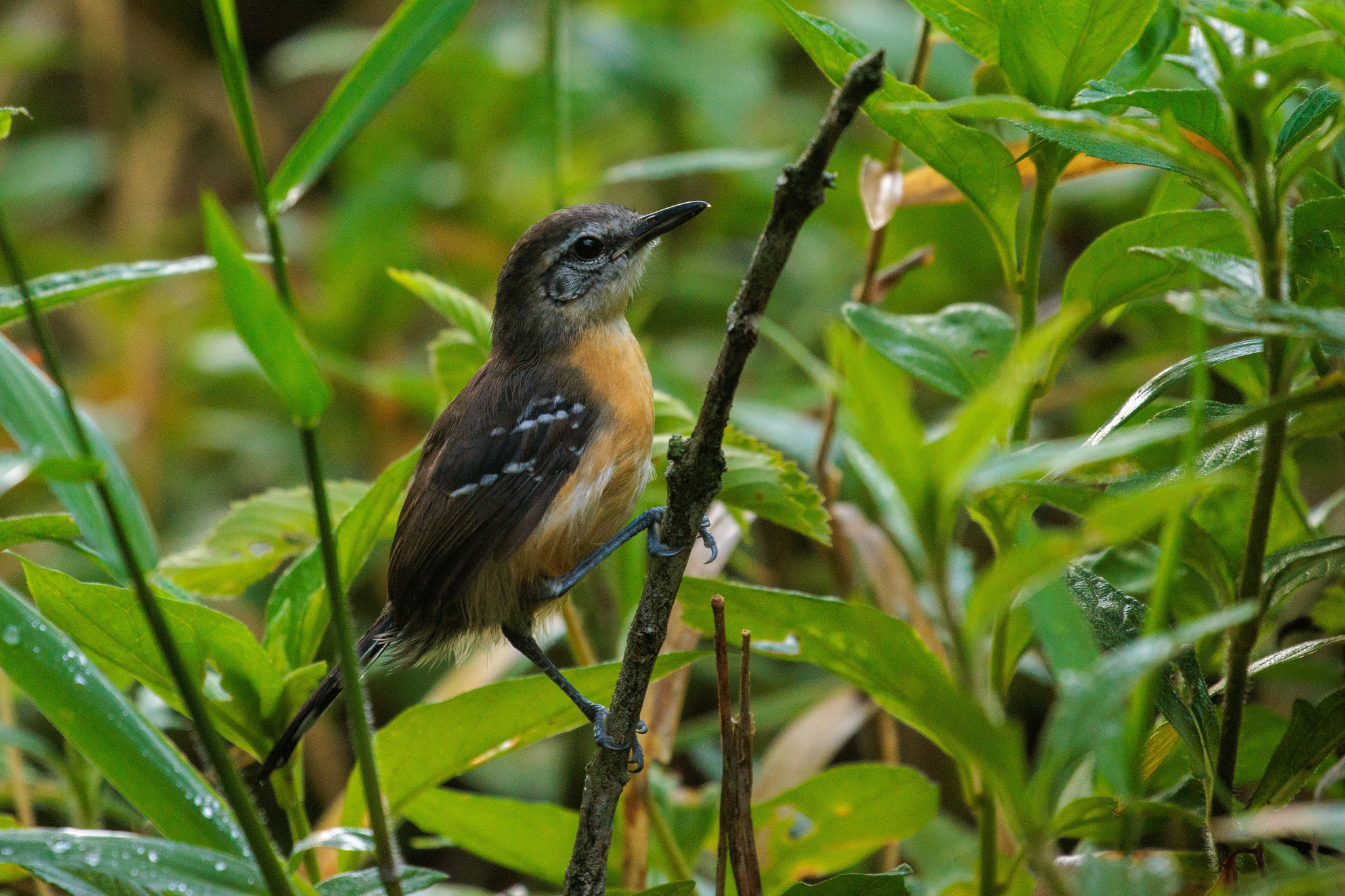 Southern White-fringed Antwren (Formicivora grisea), photo 4