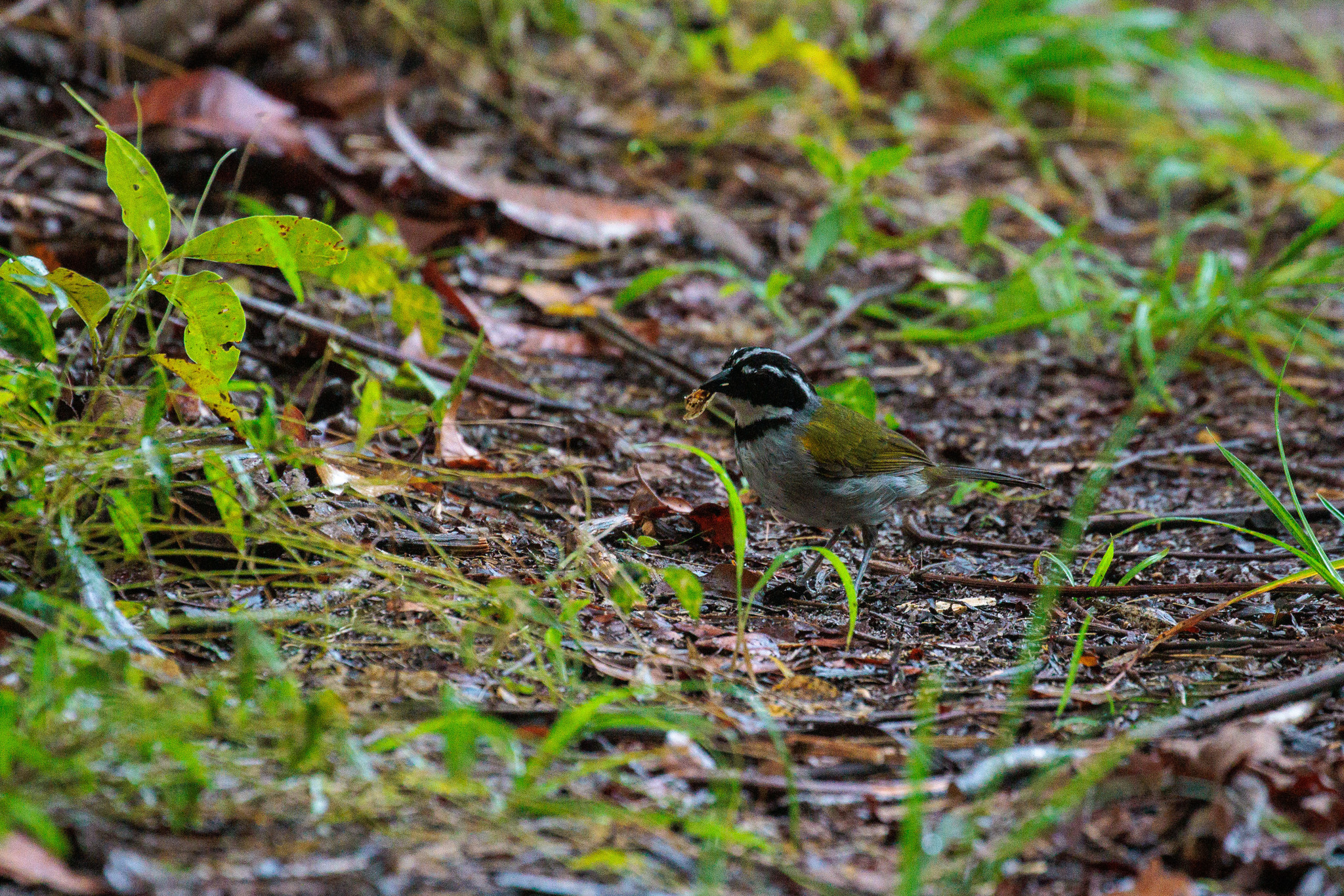 Pectoral Sparrow (Arremon taciturnus), photo 2