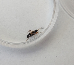 Beosus quadripunctatus