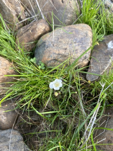 iNaturalist observation photo of Douglas' meadowfoam
