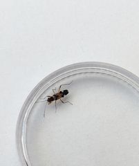 Beosus quadripunctatus