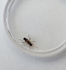 Beosus quadripunctatus