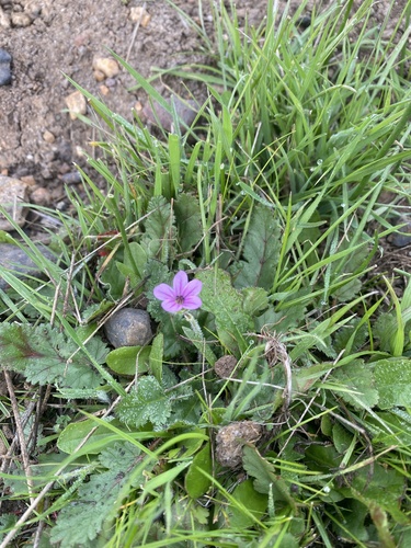 iNaturalist observation photo of Mediterranean Stork's-bill