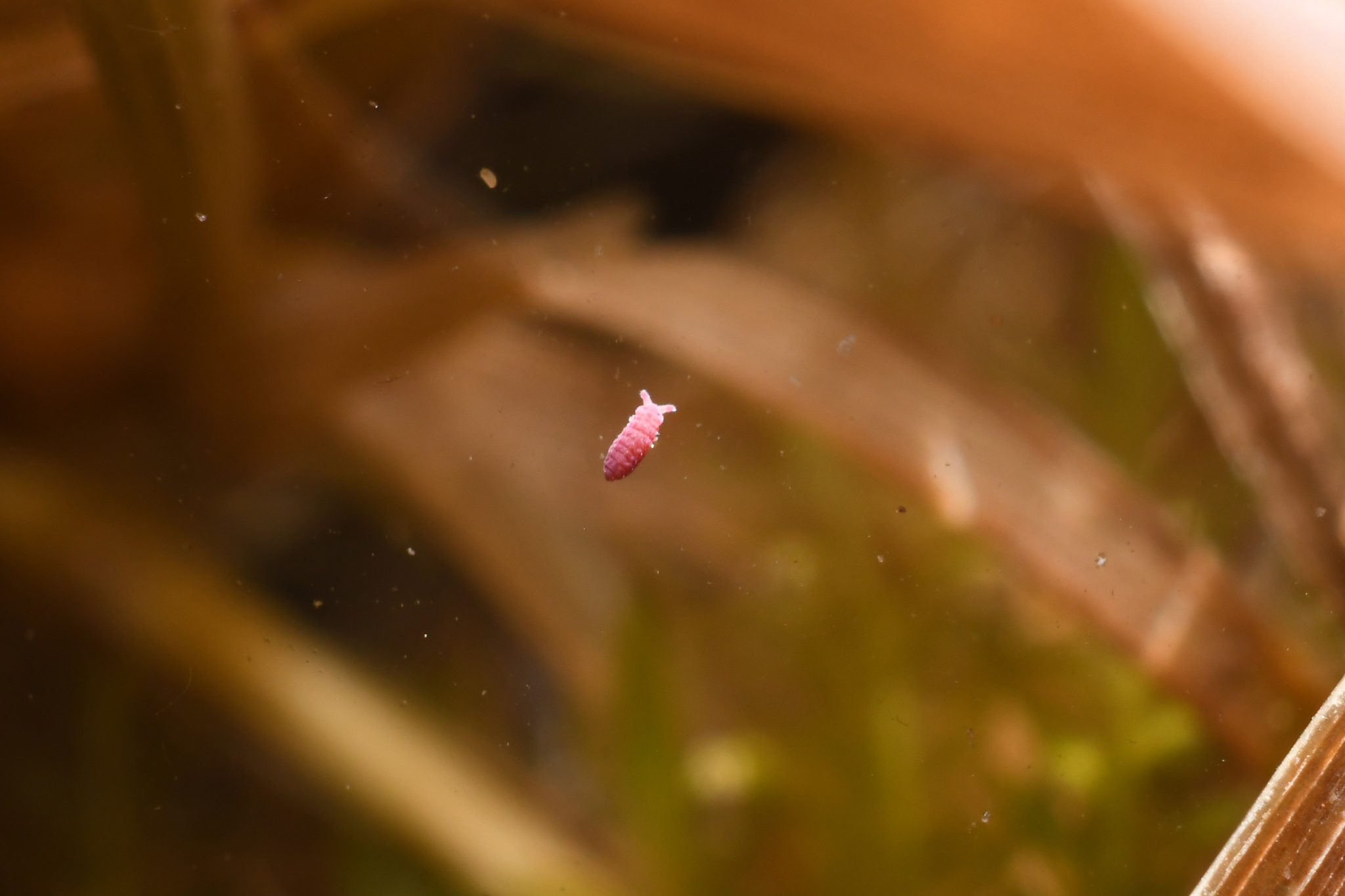 Brachystomella parvula (Schäffer, 1896)