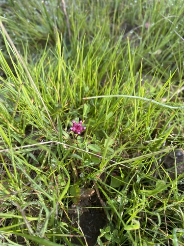 iNaturalist observation photo of cowbag clover