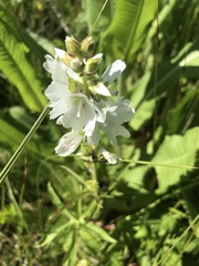Sidalcea candida