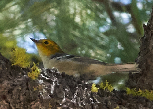 iNaturalist observation photo of Hermit Warbler