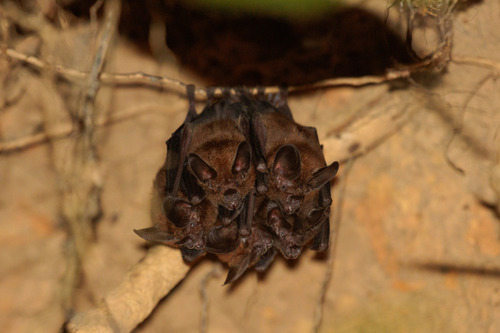 Little Big-eared Bat