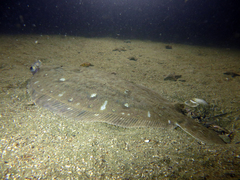 Pelotretis flavilatus