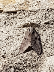 Sphinx maurorum