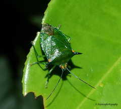 Sabaeus humeralis
