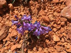 Penstemon bracteatus