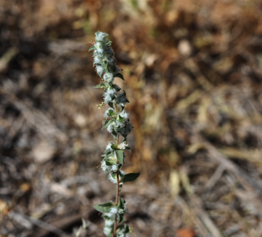 Bassia lasiantha