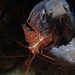 Monaco Shrimp - Photo (c) gianfrs, some rights reserved (CC BY-NC-ND), uploaded by gianfrs