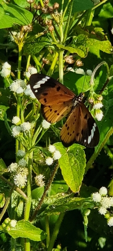 Whitebar Acraea