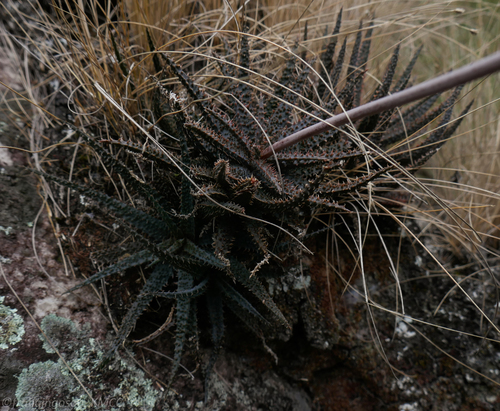 Aloe parvula image