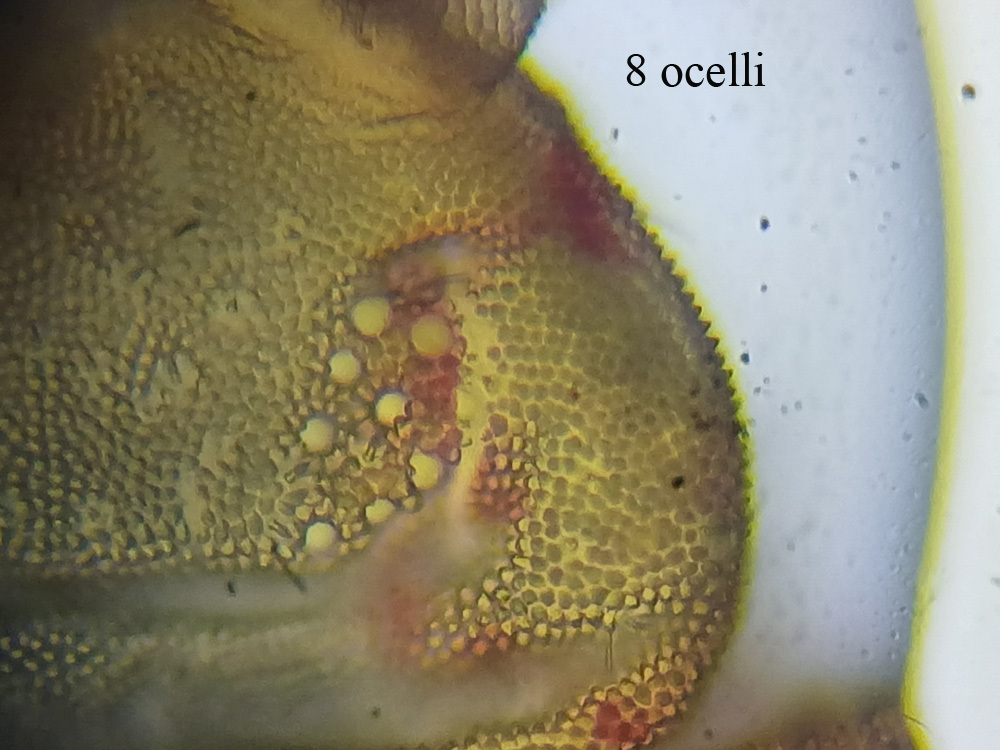 Brachystomella parvula (Schäffer, 1896)